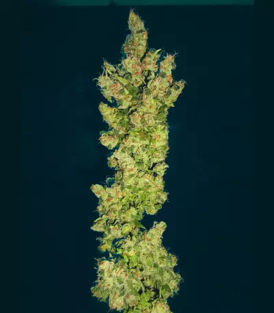 Lemon OG Kush Seeds