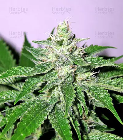 Pakistan Chitral Kush Seeds