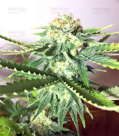 Panama regular seeds