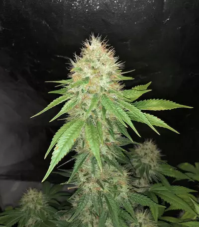 Purple OG # 18 semi femminizzati