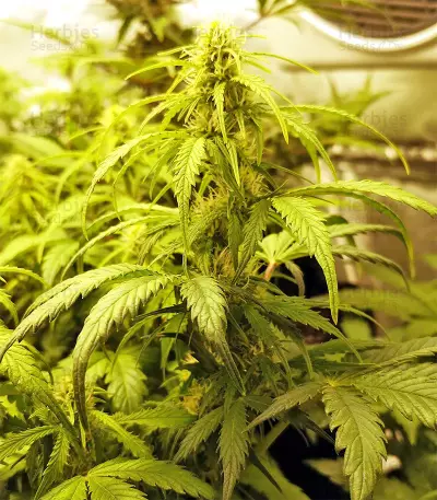 Ripley's OG Auto strain