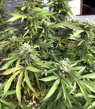 Shark Shock Seeds