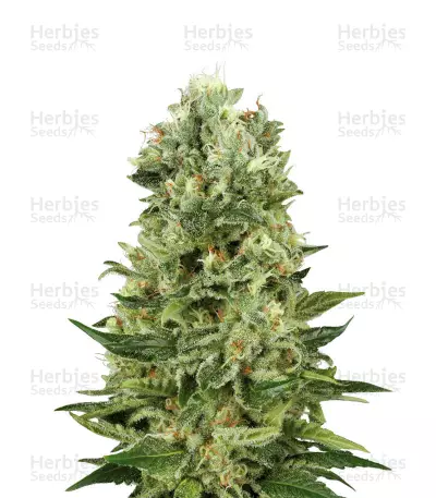 Buy Skunk Automatic feminized seeds