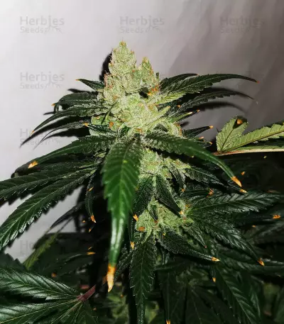 Sementes Feminizadas de Sour Diesel (Blimburn Seeds)