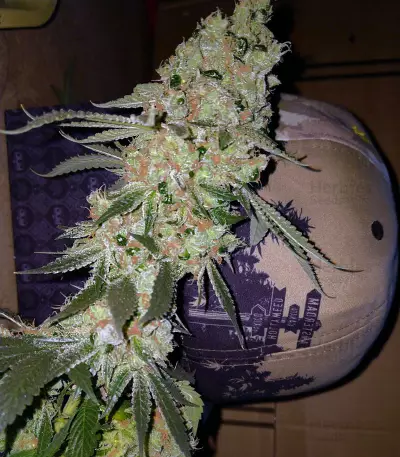 Graines de cannabis Sour Tangie (Reserva Privada)