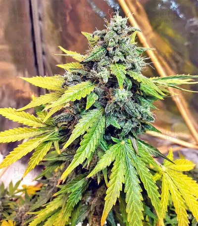 Sticky Fingers Autoflower (Seedstockers)