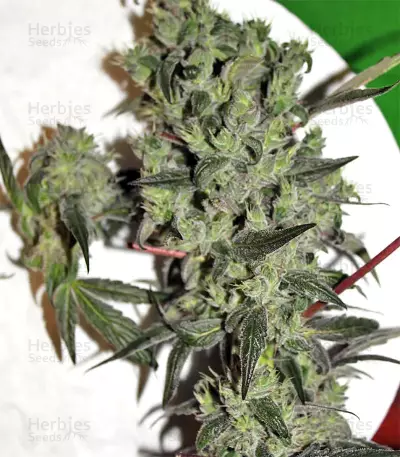 Sugarloaf (CannaBioGen)