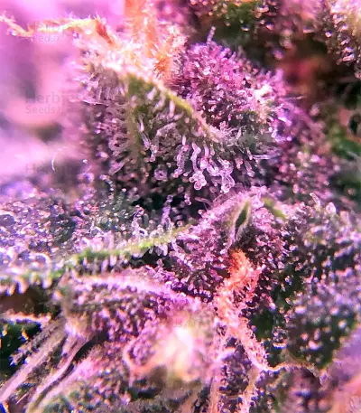 Super Auto Lemon Haze (Original Sensible Seeds)