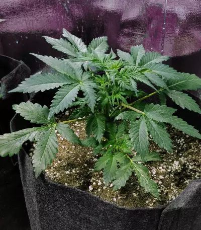 Supercheese Express Auto Seeds