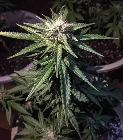 Watermelon Z feminized seeds