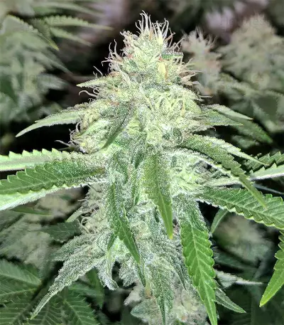 Xtreme Kush feminized seeds