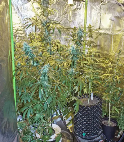 Zombie Kush feminized seeds