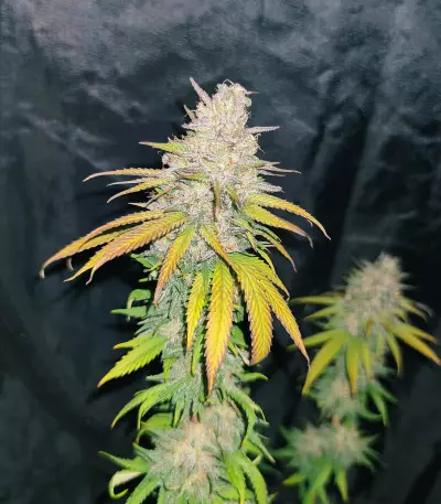 Graines de cannabis Afghan Kush Regular (World of Seeds)