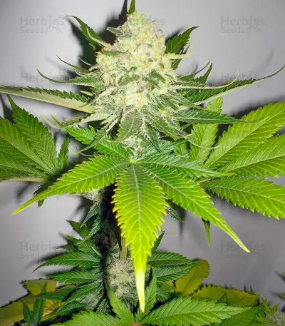 Atomical Haze Seeds