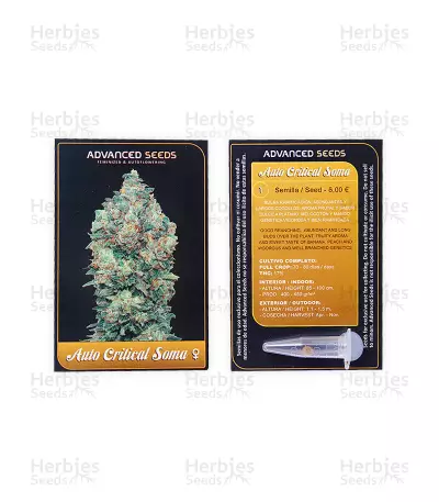 Auto Critical Soma Seeds