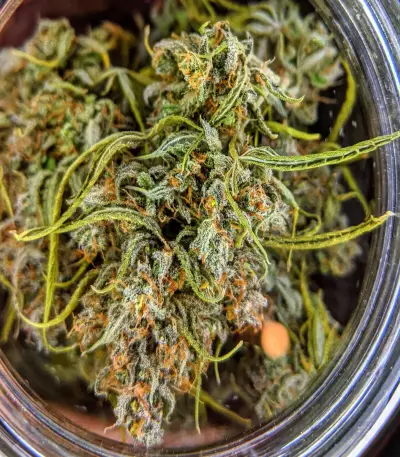 Auto Gorillagasm Seeds