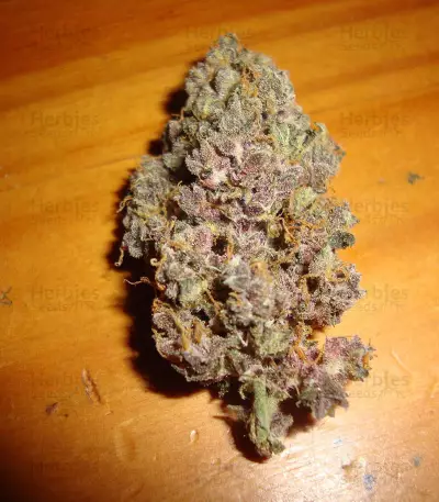 Auto Mendo Mass Seeds