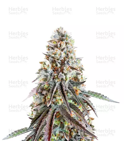 Bruce Banner Feminized Seeds (Herbies Seeds USA)