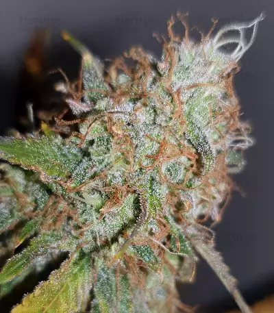 Cash Crop Auto (Cream of the crop seeds)