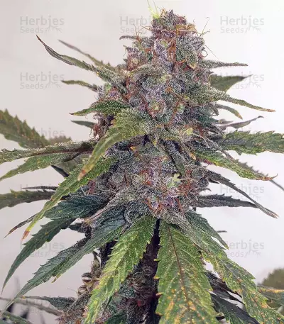 Cash Crop Auto (Cream of the crop seeds)