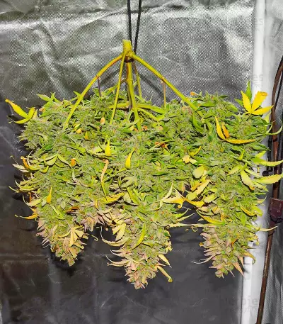 Graines féminisées de Crystal WW Autoflower (EGS)