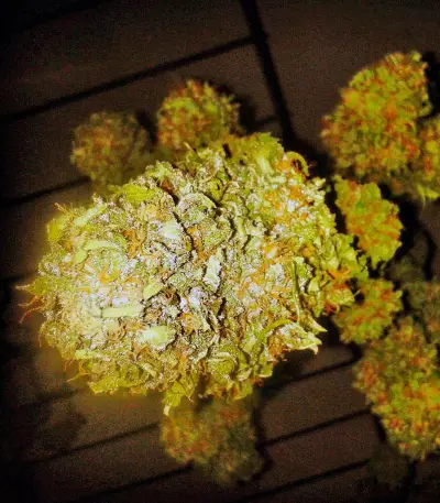 Semi femminizzati Exodus Cheese