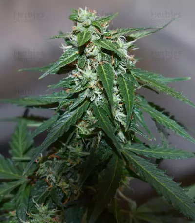 Gelato Cookie Doh-ope Auto Seeds