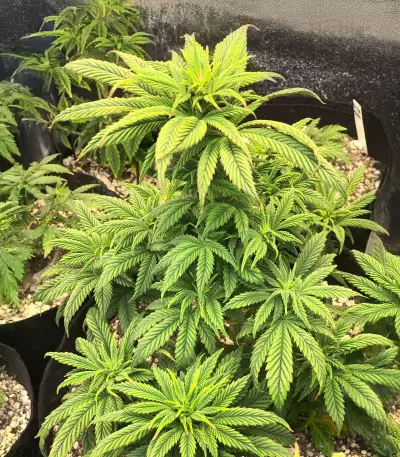 Ghost Chem OG Seeds (Seedkeepers)