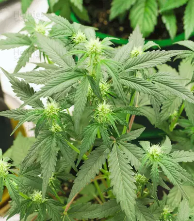 Graines féminisées de Godzilla Original Glue GG#4 (Herbies Seeds)