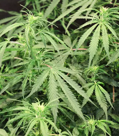 Headlights Kush Auto strain