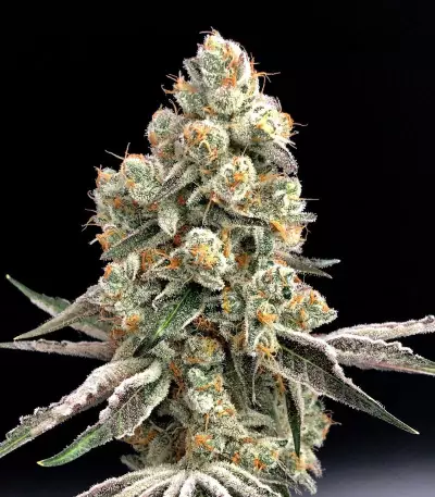 HiFi 4G feminized seeds