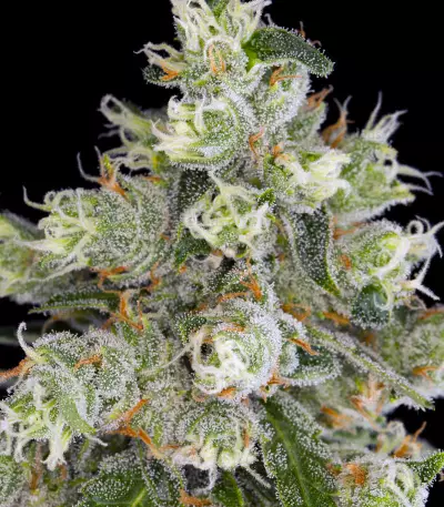 Jack Herer (Blackskull Seeds)