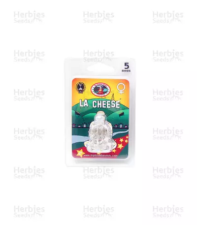 La Cheese (Big Buddha Seeds)