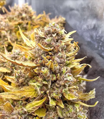 Northern Lights x Big Bud Auto (Expert Seeds)