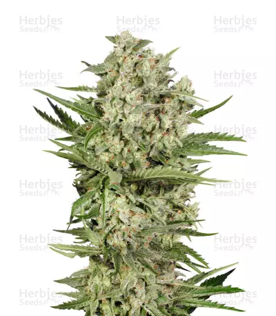 OGKZ Auto féminisée (Humboldt Seeds)