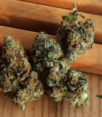 Orange Sherbert Seeds