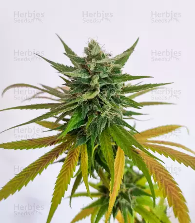 Passion #1 feminized seeds