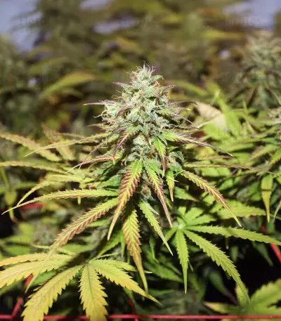 Purple Punch Auto
