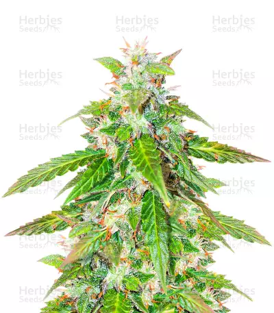 Quarter Pounder Autoflower Feminized Seeds (EGS)