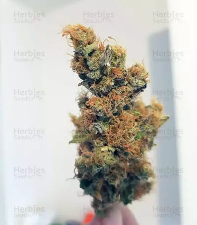 Quick Critical + (Dinafem Seeds)