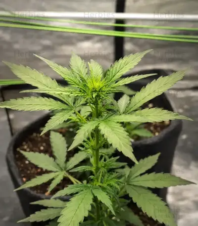 Auto Georgia Pie feminized seeds