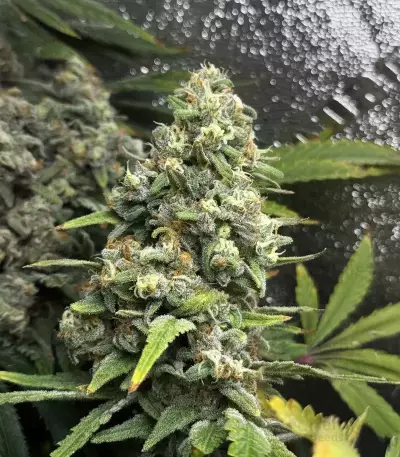 Banana Punch (Barney's Farm)