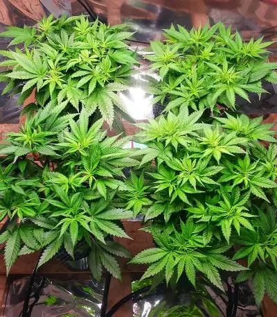 Banana Sherbet feminisiertes Saatgut