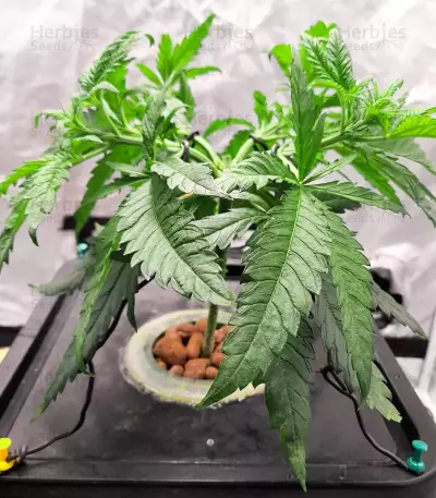 Big Bud Fast Version