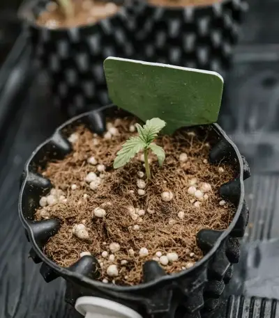 Biscotti Seeds