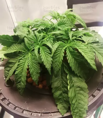 Graines féminisées de Biscotti Mintz (Barney’s Farm)