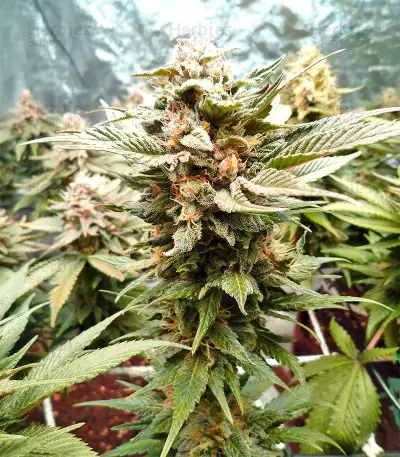 Bubba Delight Regular seeds