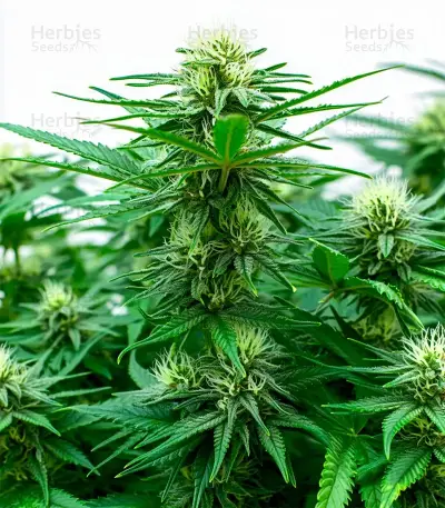 CBD Mazar Seeds