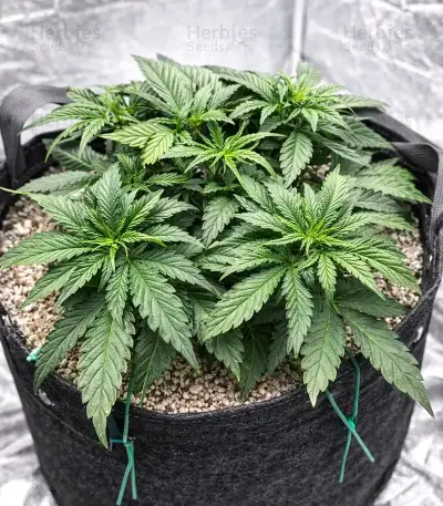 Cloud Walker Seeds