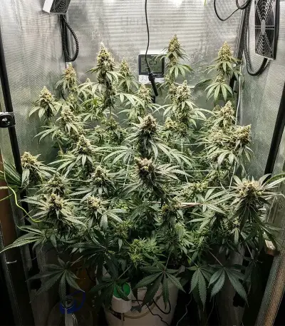 Cookie Casket Seeds